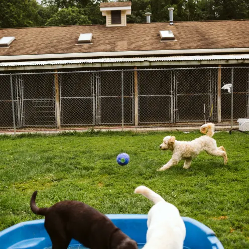 The Pet Spa & Resort Yard Area. Dogs playing in the plastic blue pool and a white Poodle chasing a blue ball with another dog.